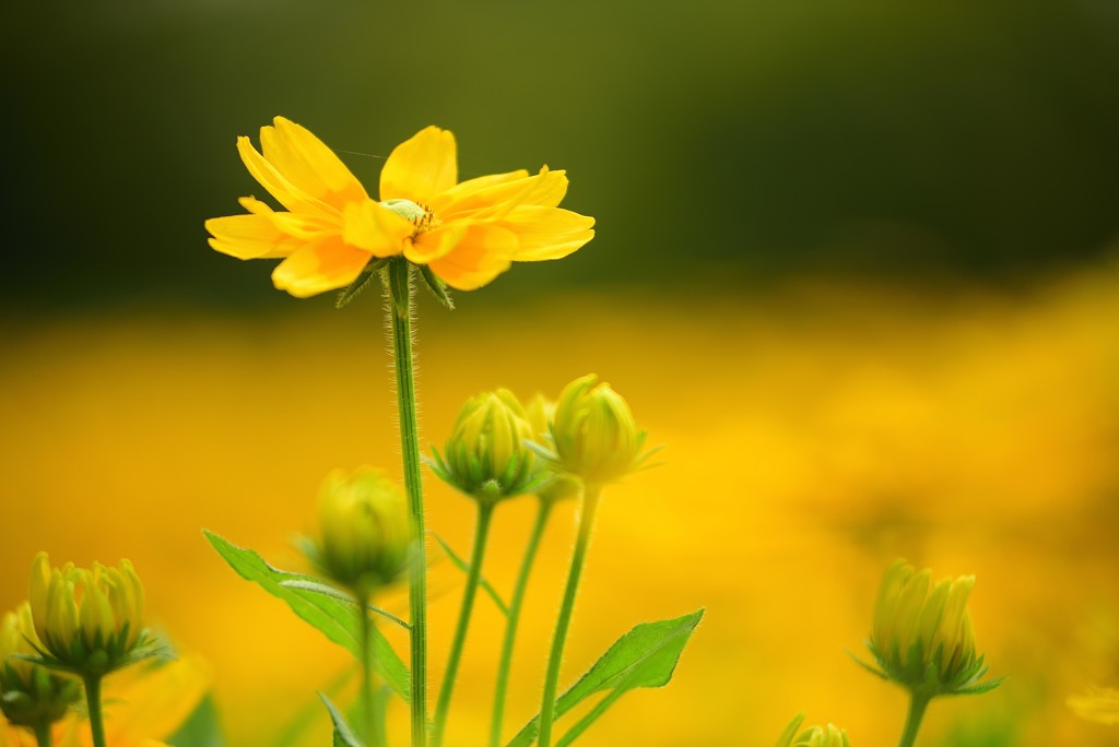 夏色の花　ルドベキア