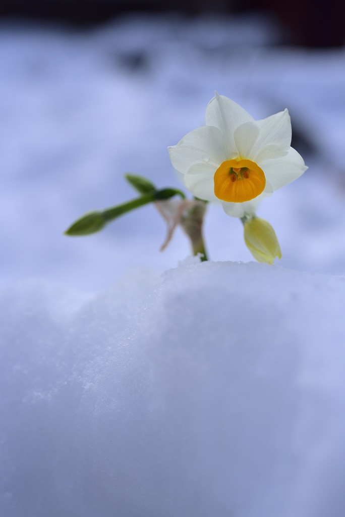 雪中花２