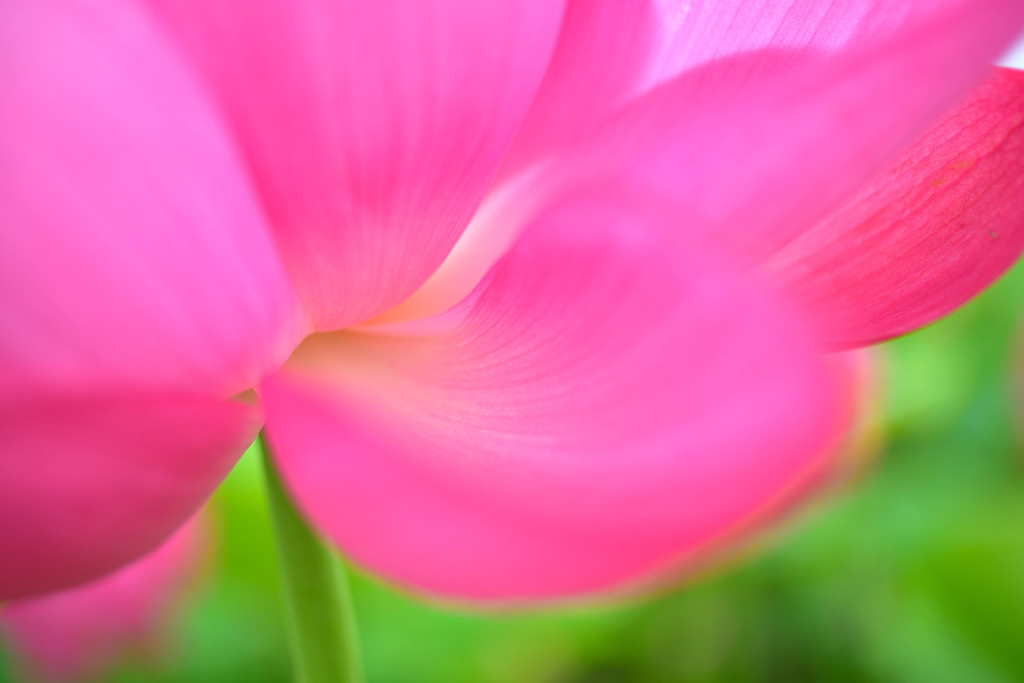 蓮花