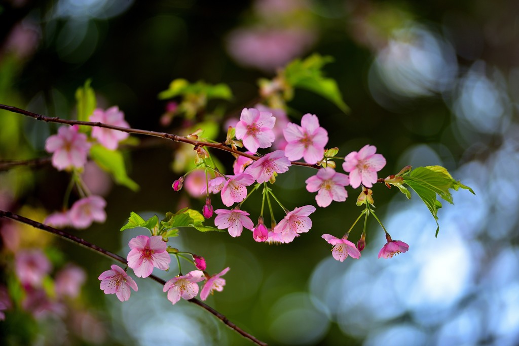 春告げる花３