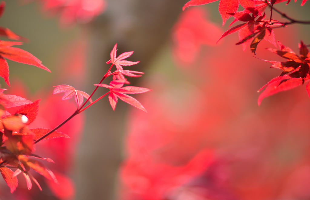 春紅葉