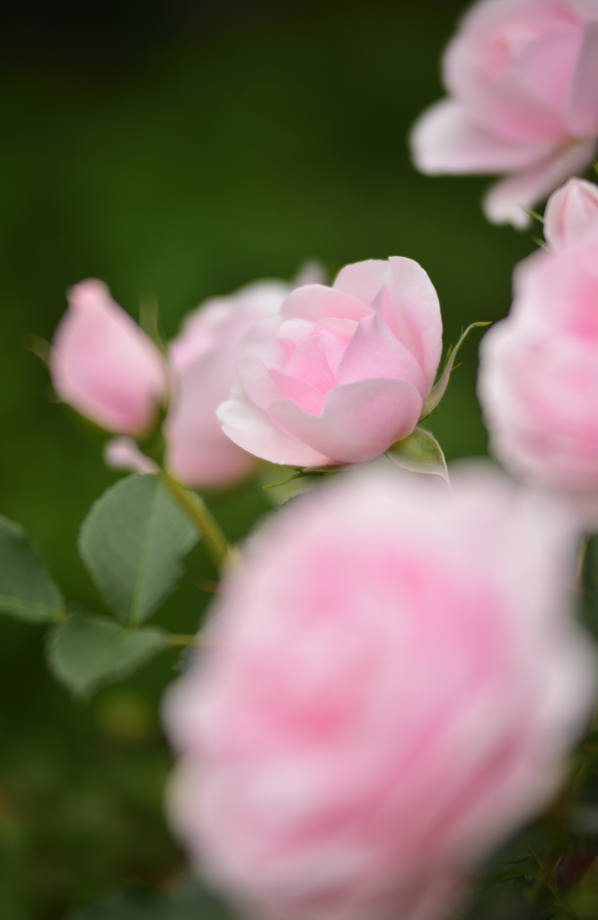 ピンクの薔薇を貴女に1