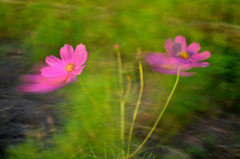 秋桜1