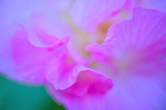 繊細に、淑やかに-酔芙蓉