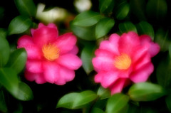 山茶花