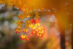 秋の彩3