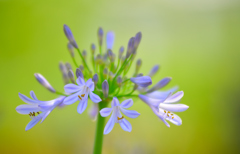 初夏の花2