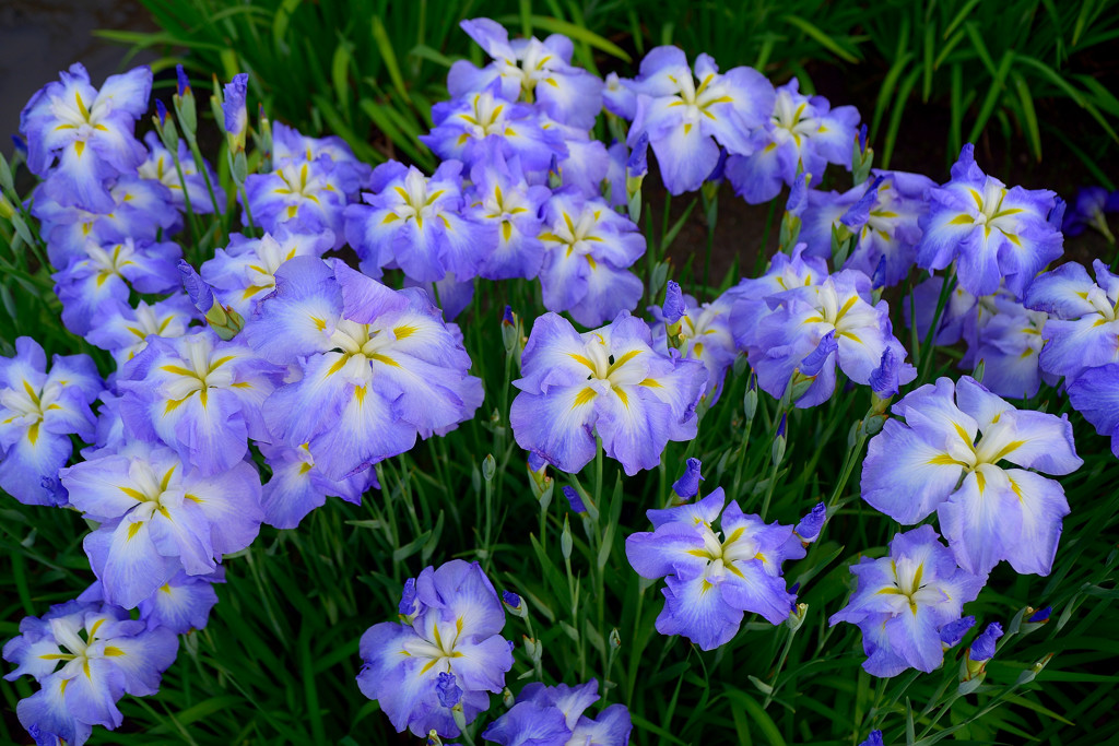 咲き誇る花菖蒲