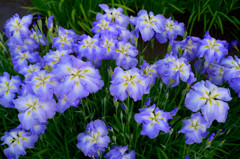 咲き誇る花菖蒲