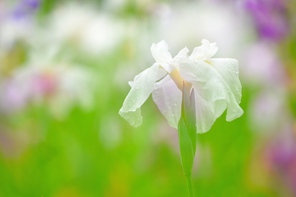 菖蒲4