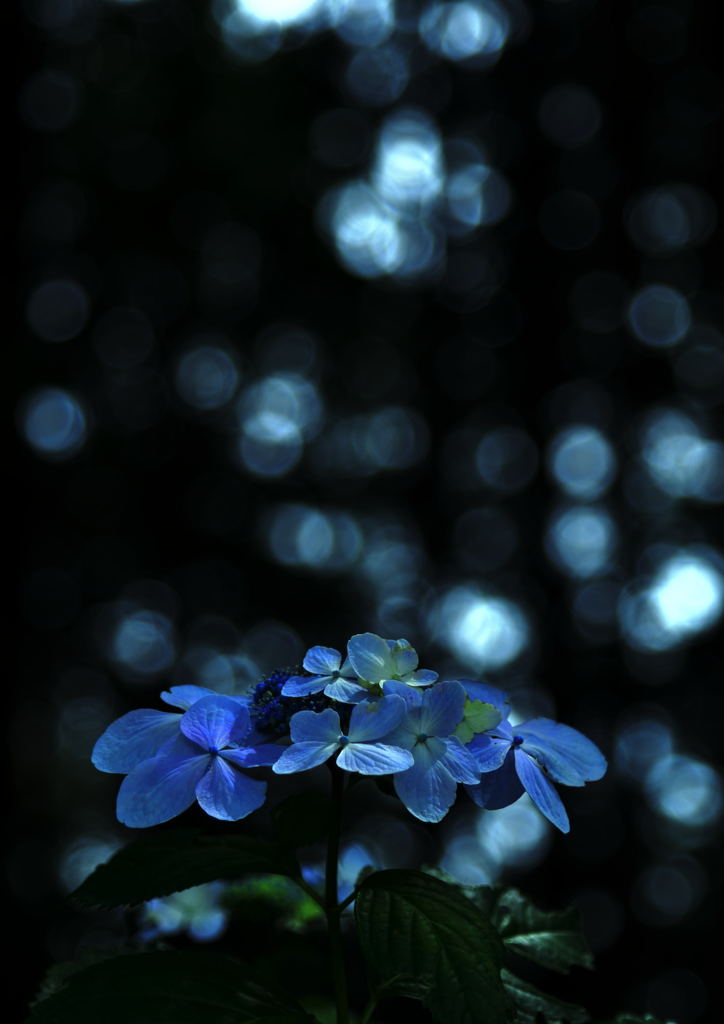 藍色花