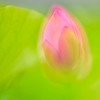 開花を待つ