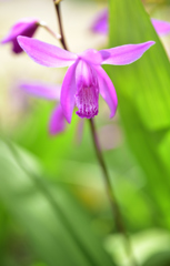 春花27