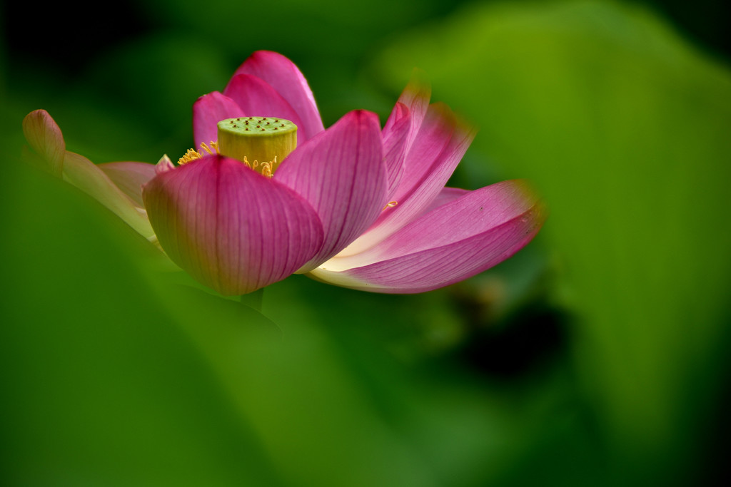 蓮花2