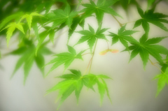 新緑の頃