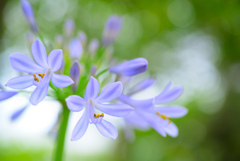 初夏の花1