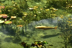 夏のモネの池