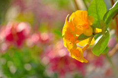 マレーシアシャクナゲ