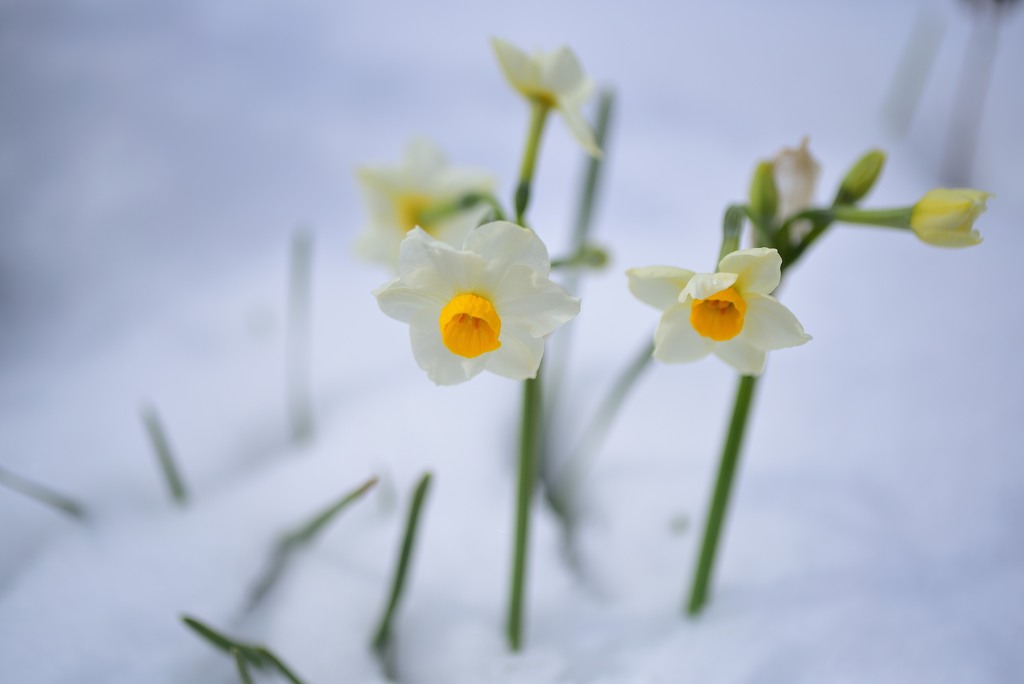 雪中花１