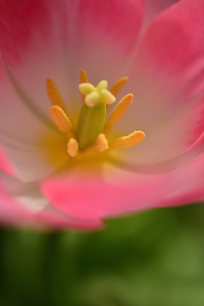 一足お先に春の花５