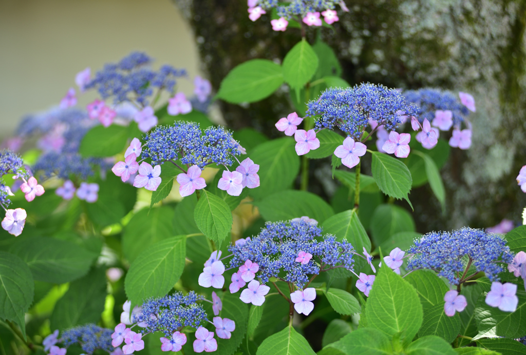 性海寺紫陽花６