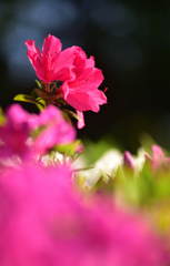 春花25