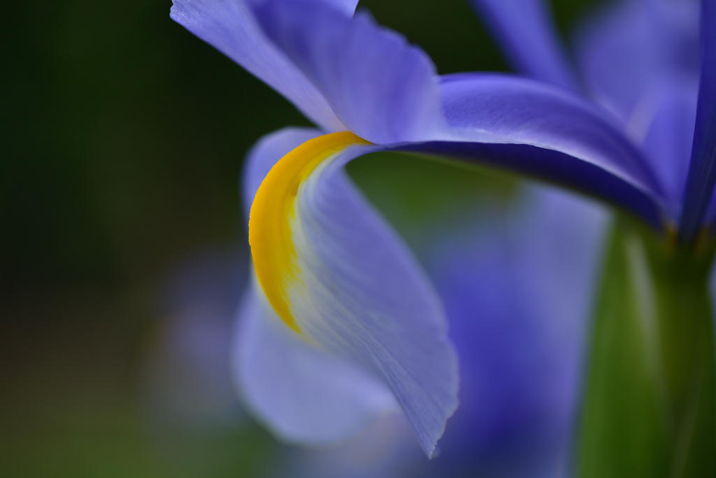春花16