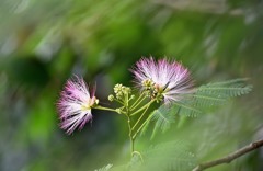 合歓の花