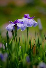 初夏の花