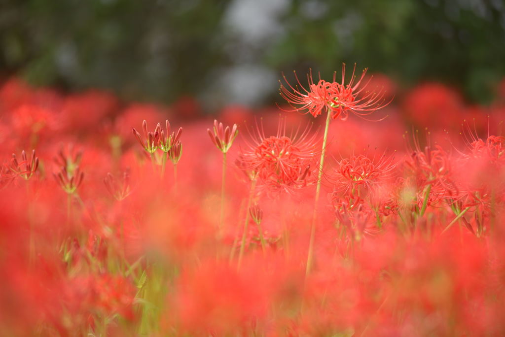 彼岸花1