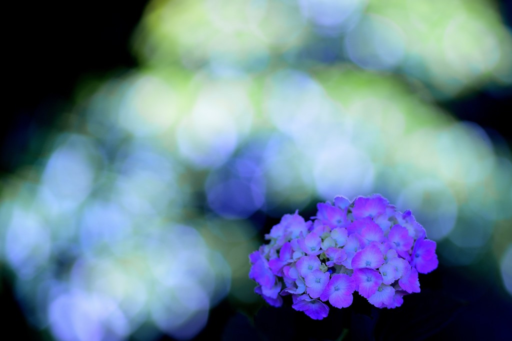 梅雨の頃