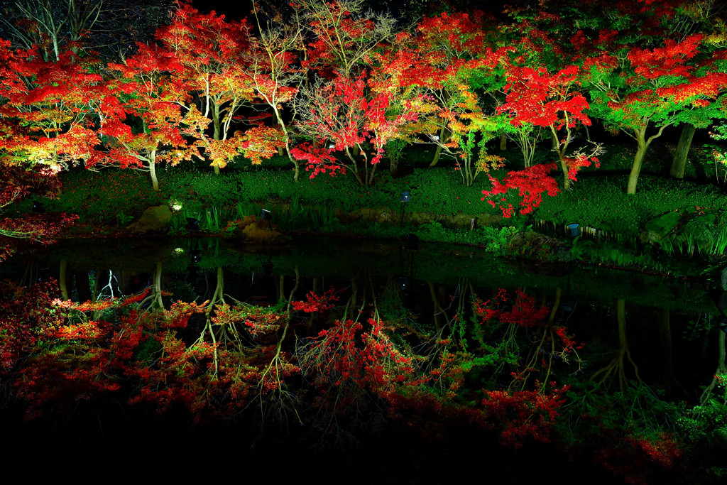 紅葉ライトアップ2