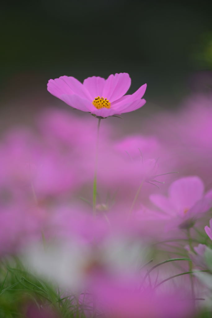 秋桜3
