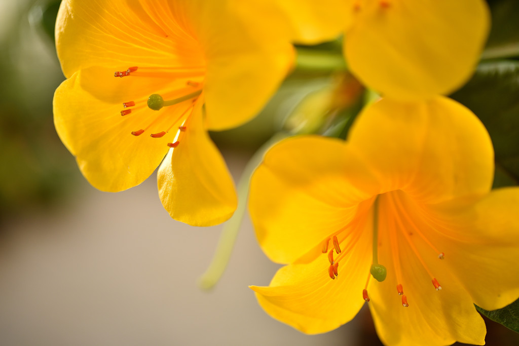 マレーシアシャクナゲ