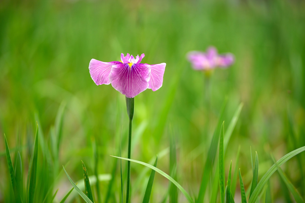 花菖蒲1