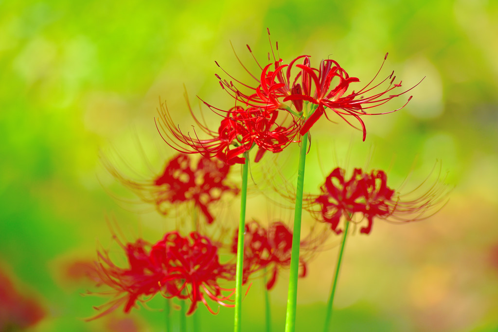 彼岸花5