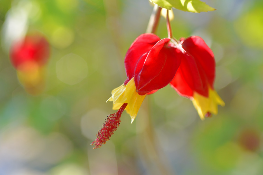 チロリアンランプ2