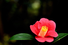 ツバキ1 ツバキ1