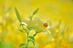 夏を呼ぶ花3