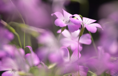春花35