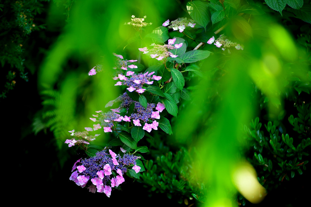 紫陽花