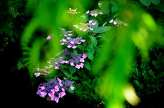 紫陽花