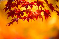 秋の彩4