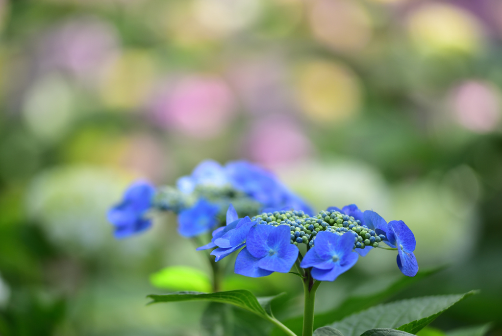 性海寺紫陽花３