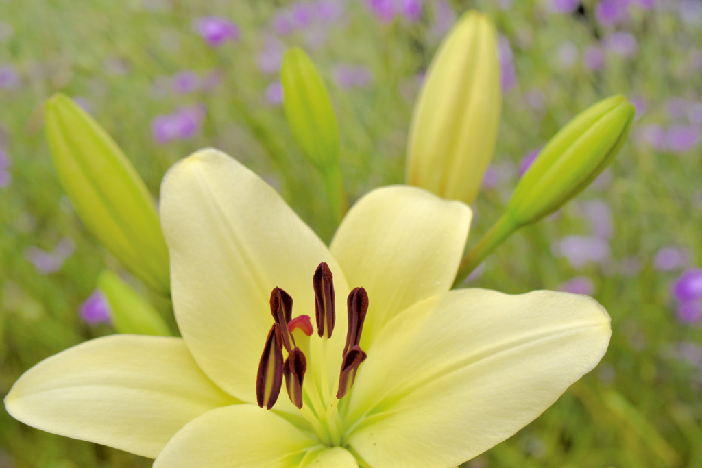 初夏を告げる花