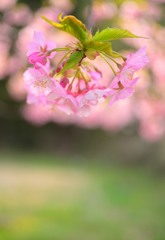 河津桜ｂ