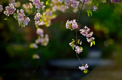名残の花