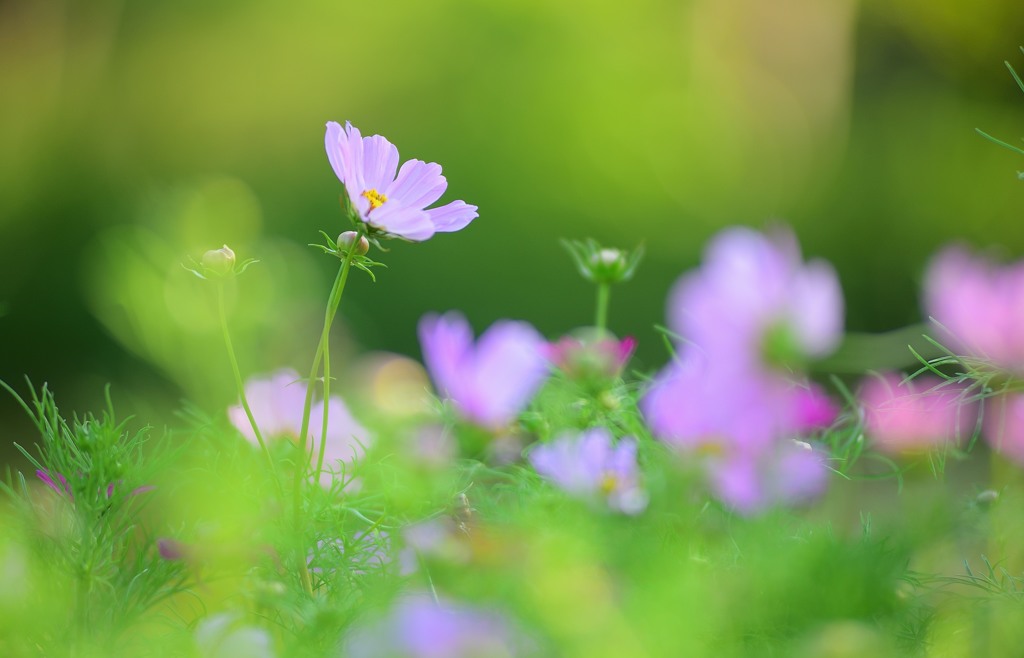 秋に咲く花2