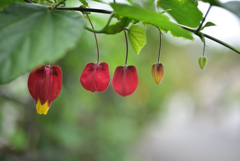 春花24