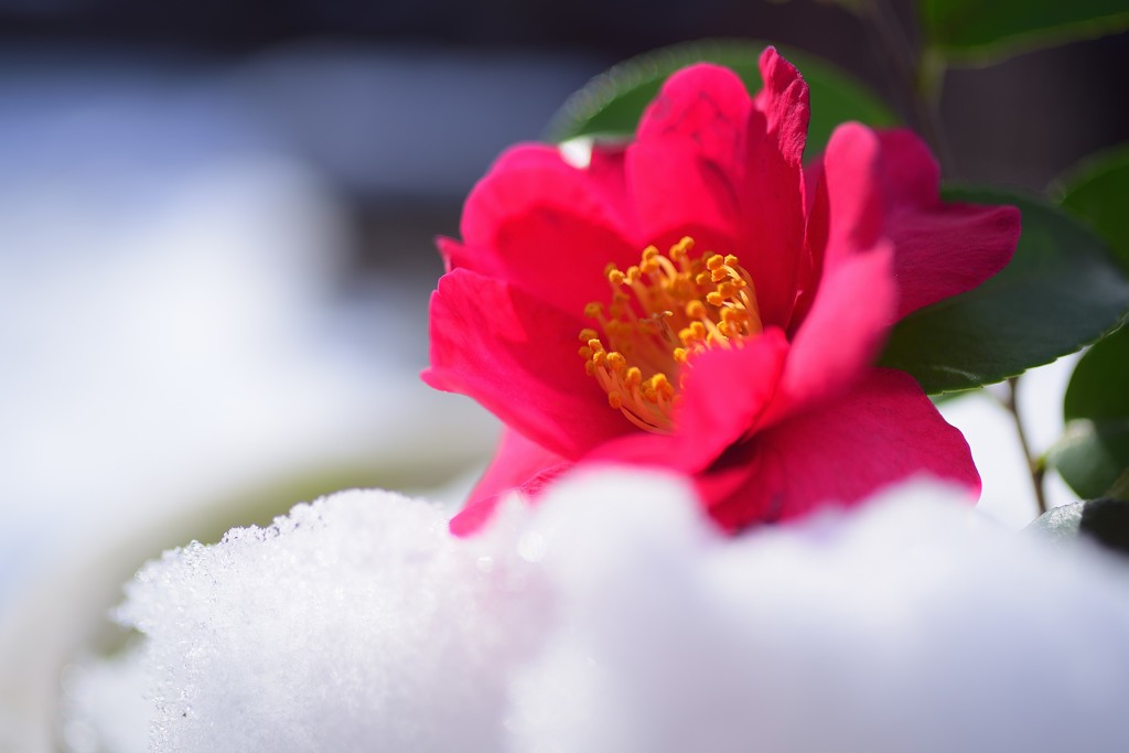 雪の山茶花１